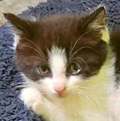 Imakat