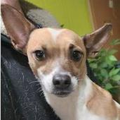 Gigi - Gallipolis City